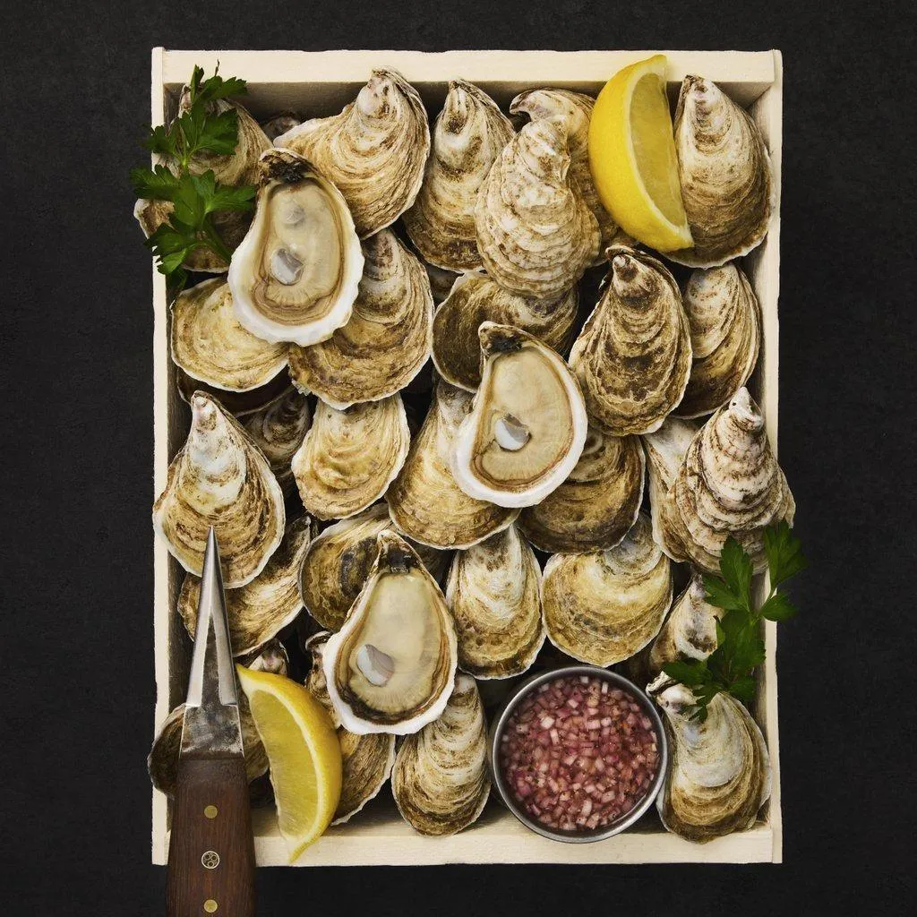 Oysters