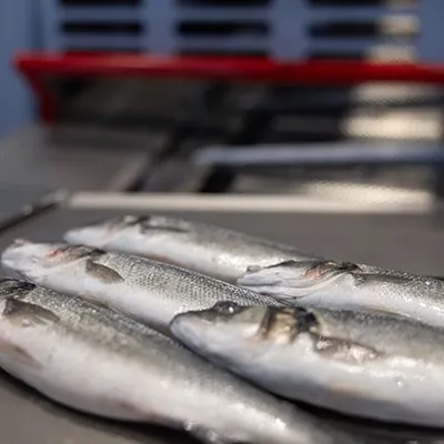 Perfect Filleting Starts with Perfect Heading - IS-026 for Whitefish and Seabass