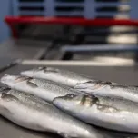 Perfect Filleting Starts with Perfect Heading - IS-026 for Whitefish and Seabass