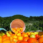 Favuzzi Unveils a New Generation of Italian Tomato Sauces at the Summer Fancy Food Show