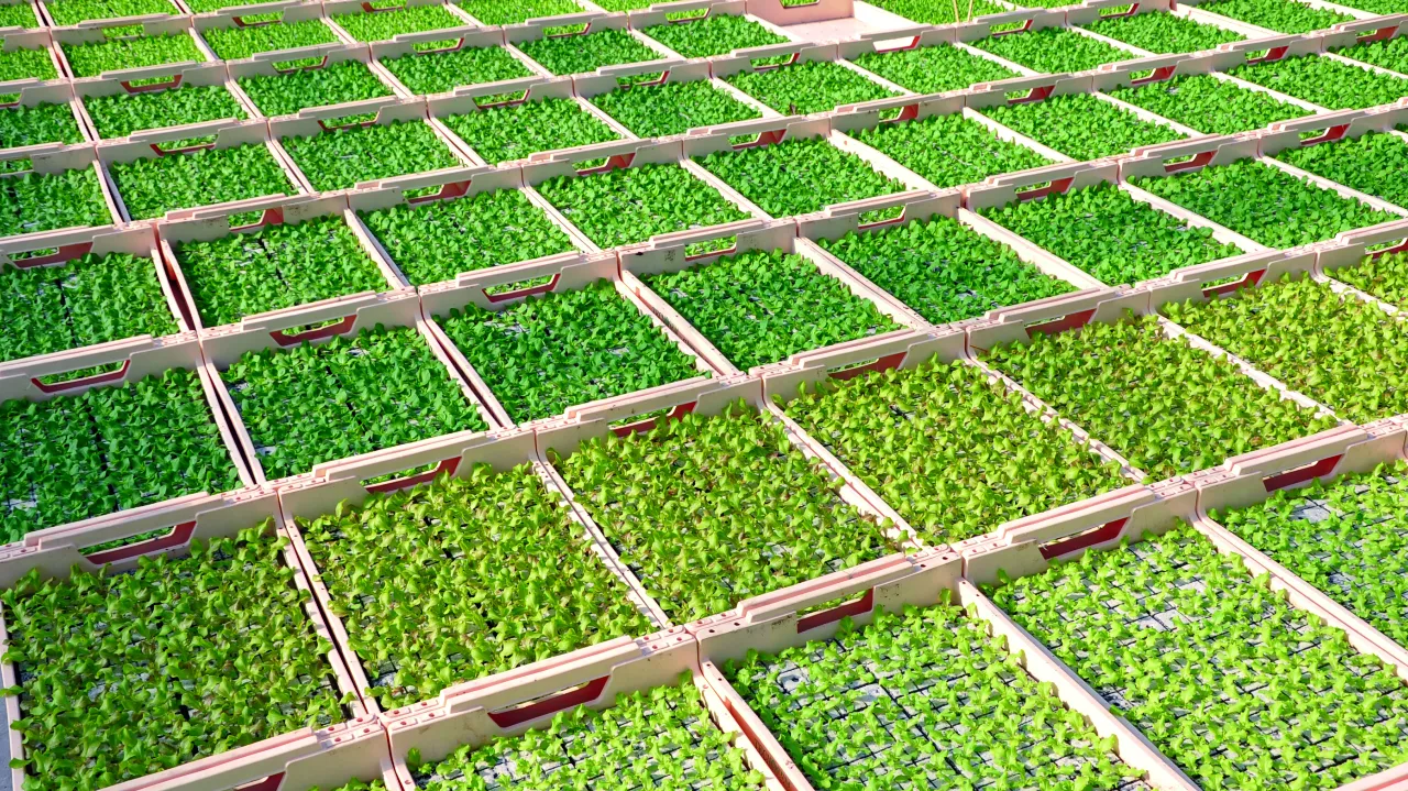 Comment les filières semences répondent-elles aux spécificités du bio et du dérèglement climatique ?