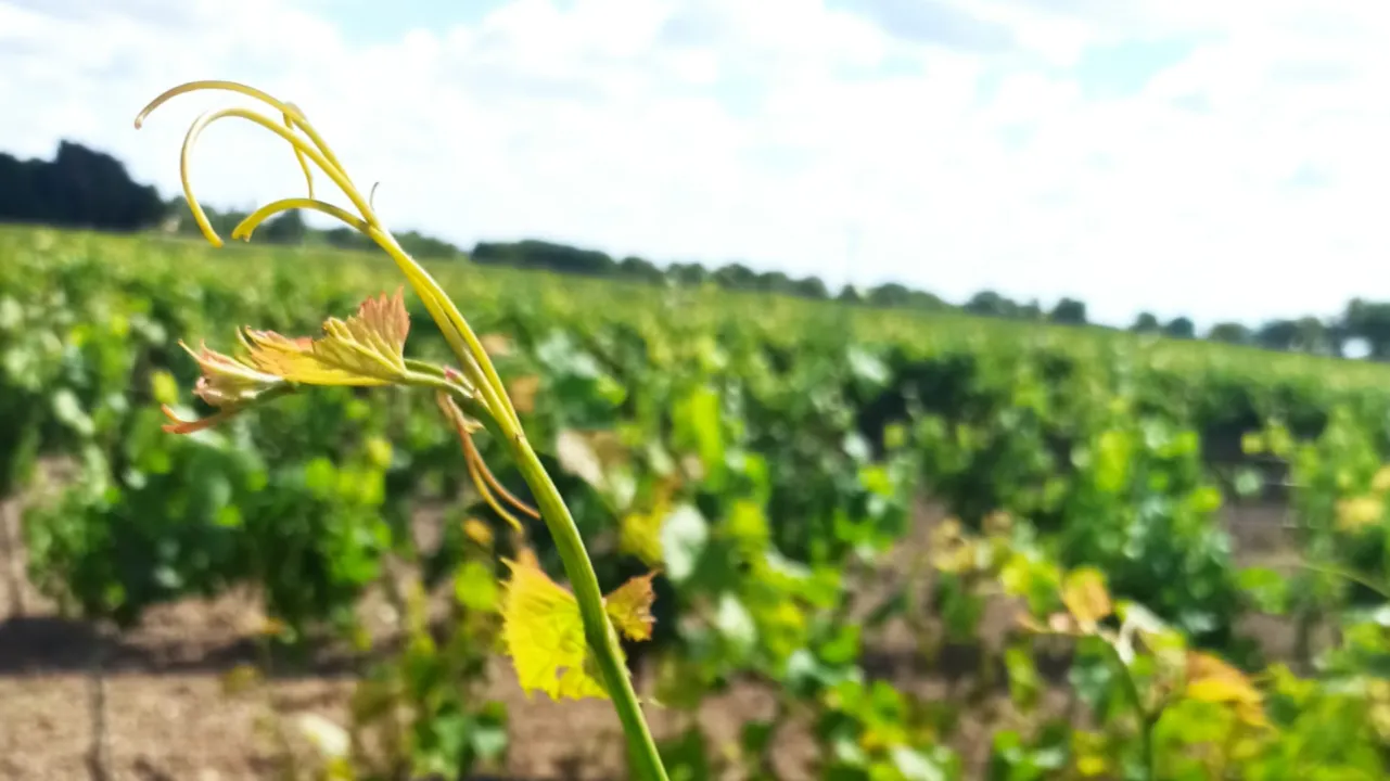 Variétés résistantes en viticulture : bientôt 10 ans d’expérience en Val de Loire