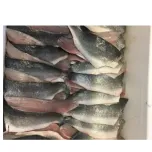 ST521 SAM - Semi Automatic Descaler