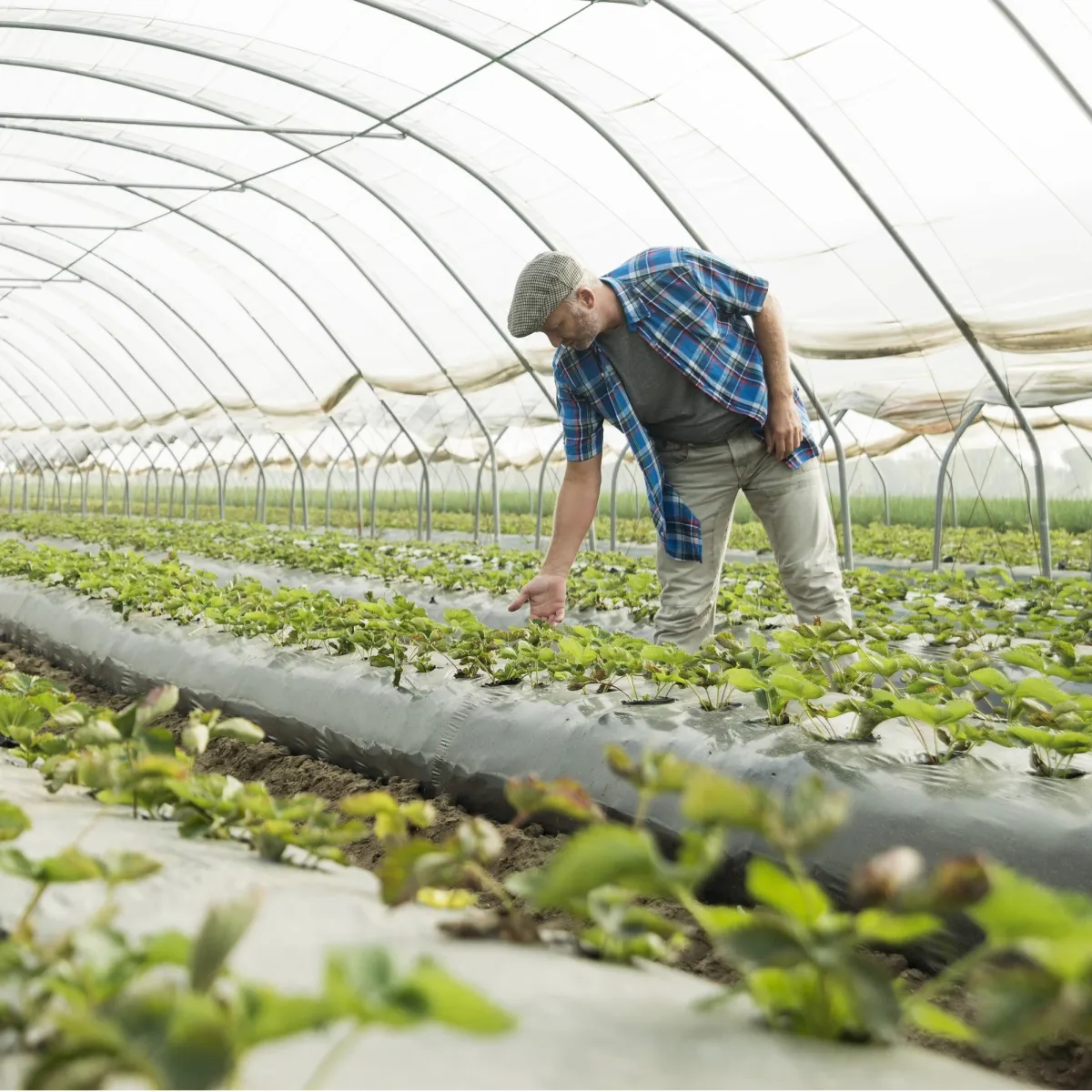 Agricultural Products