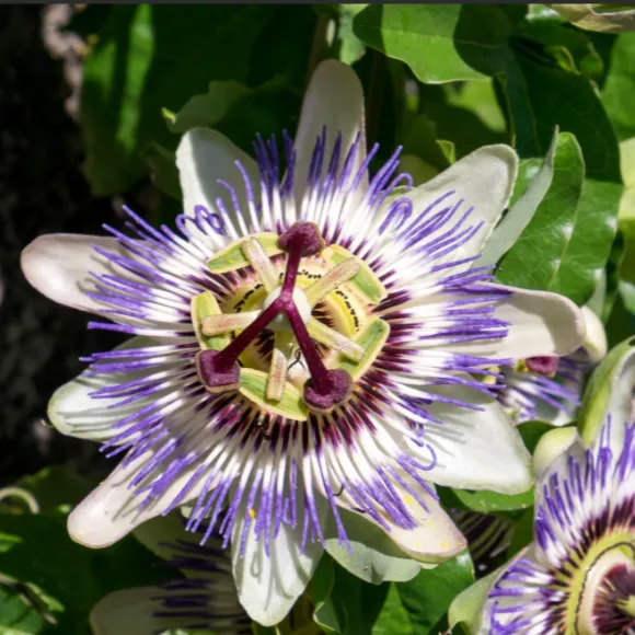 Passion Flower Extract