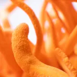MycoThrive™ Cordyceps
