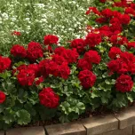 Pelargonium interspecifique Calliope