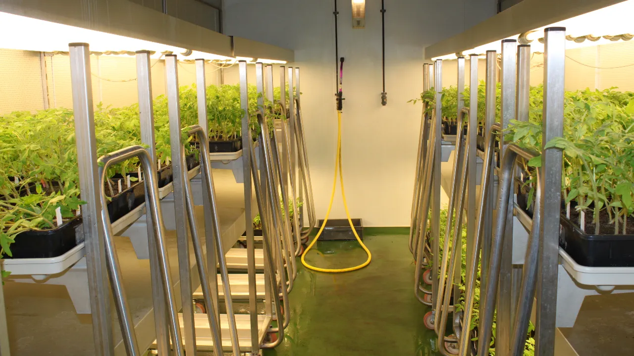 Tester les résistances aux maladies pour les variétés d’espèces légumières