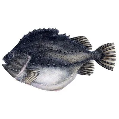 Lumpfish (Cyclopterus lumpus)