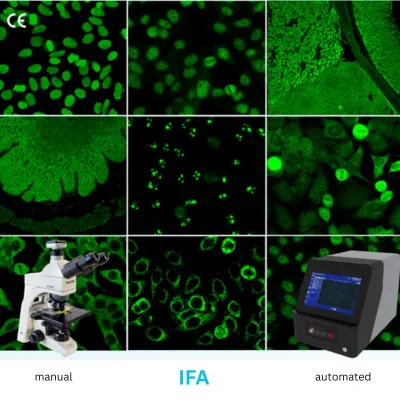 Immunofluorescence Assays
