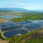 Barramundi (Lates calcarifer)