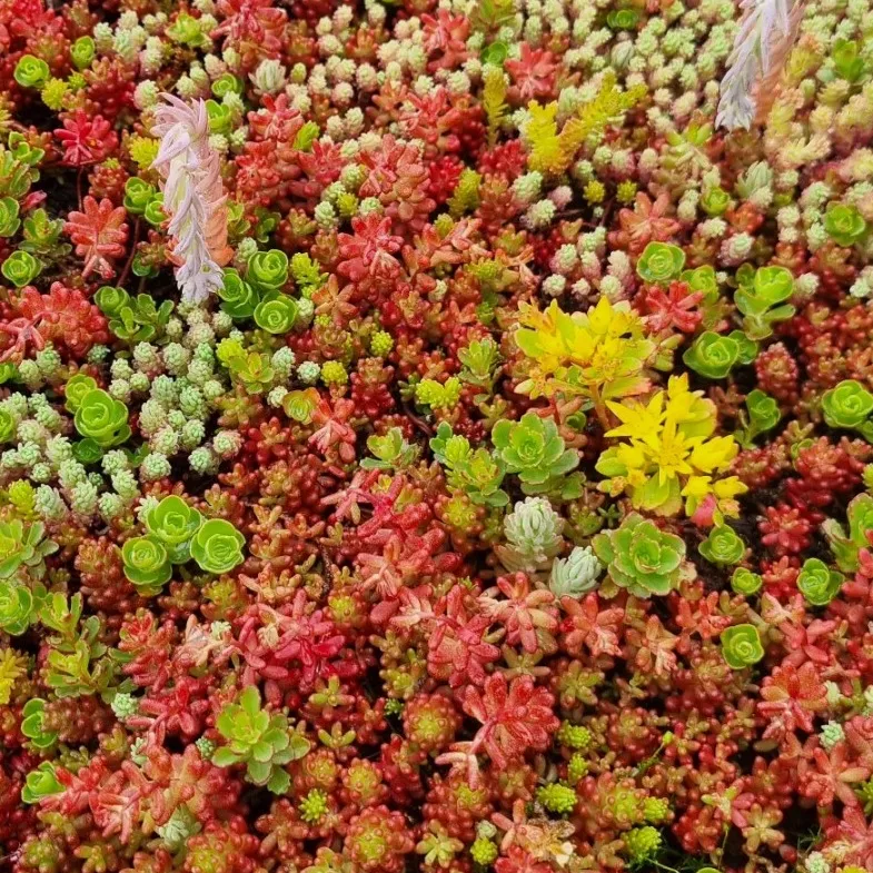 Tapis & Carrés prêts à l'emploi