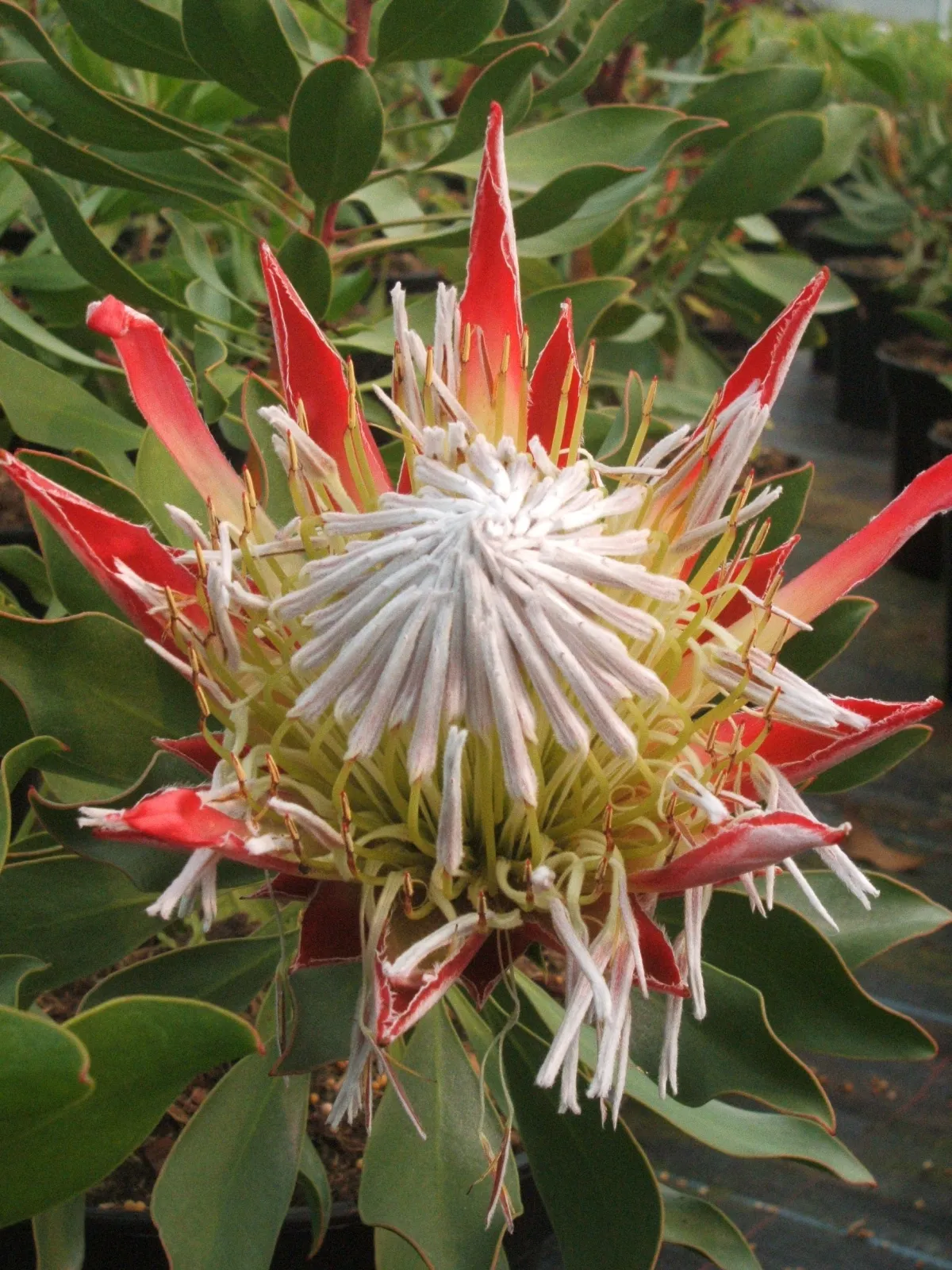 Protea