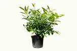 ILEX PARAGUARIENSIS GARDEN2CUP ® - MATÉ