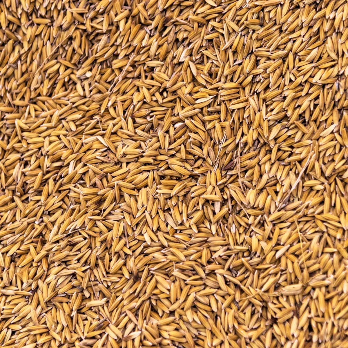 Aveia Descascada e Estabilizada