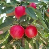 Pomme Stellar TM Hot81A1