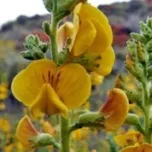 Paramela (Adesmia boronioides) essential oil