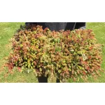 Tapis & Carrés prêts à l'emploi