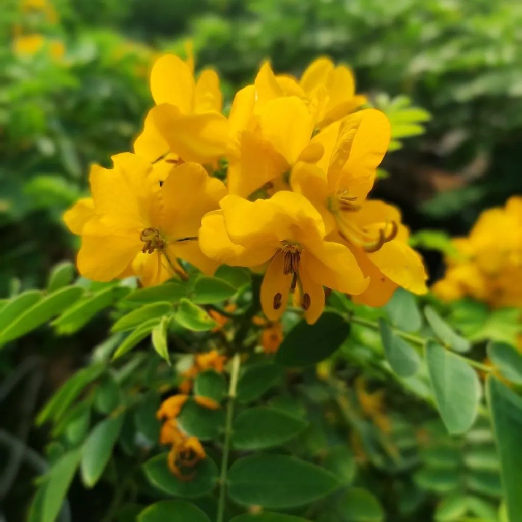 CASSIA corymbosa Eternal Sunset®