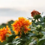 Safflower Oil