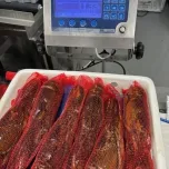 Whole Raw Netted Lobster