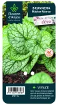 Brunnera