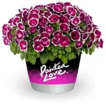 Petunia Painted Love Purple