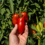 Tomates