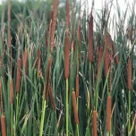 Plantes pour phytoépuration / lagunage