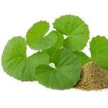 Himalca® - Scientifically proven Centella Asiatica(Gotu Kola) extract