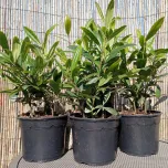 ILEX PARAGUARIENSIS GARDEN2CUP ® - MATÉ
