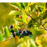 ARONVIT® Diabetes and metabolic health