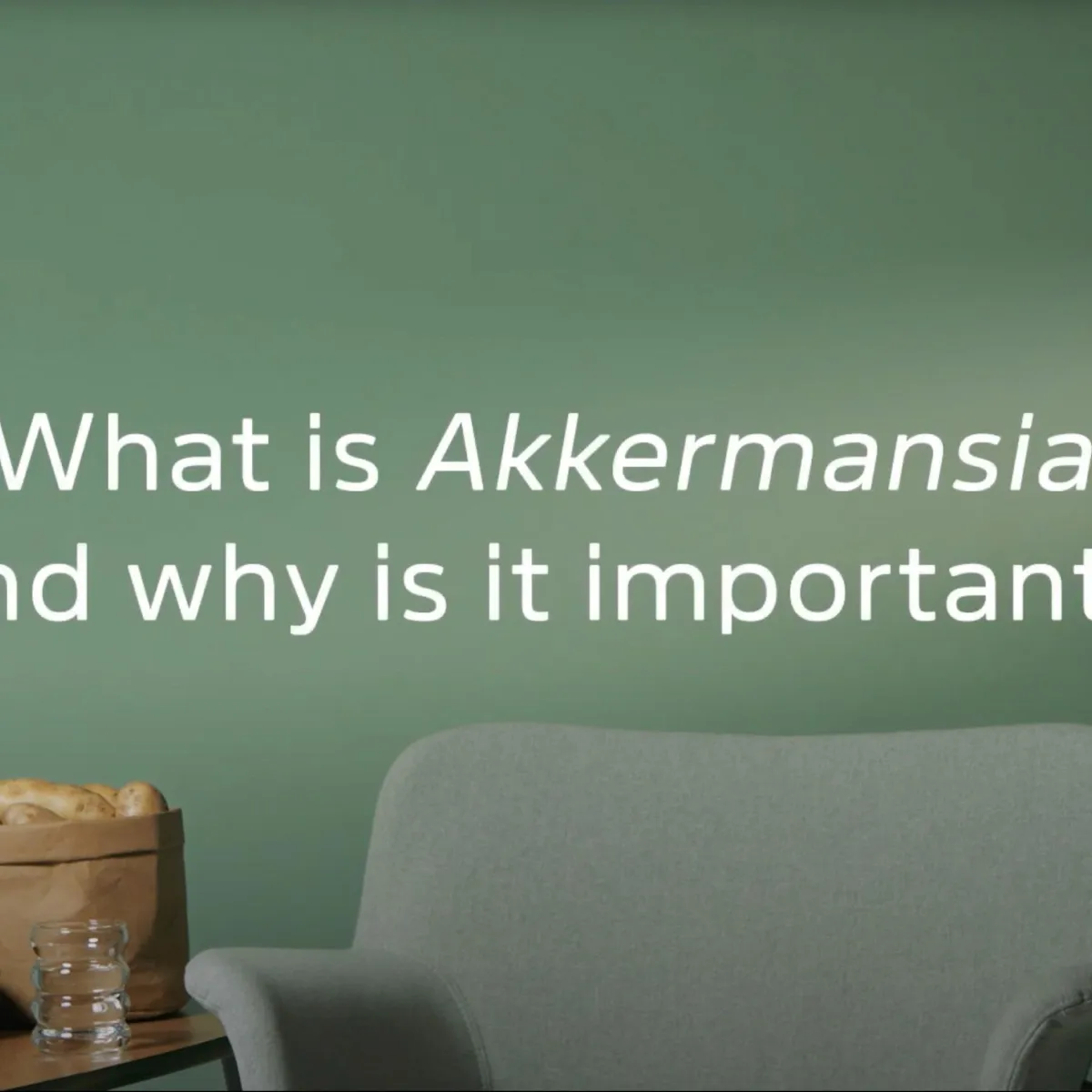 What is Akkermansia? Explaining Solnul's Prebiotic Effect