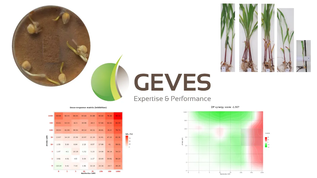 Le GEVES, l’expertise semences au service du biocontrôle : évaluer et combiner les solutions.