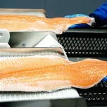 Flagship Salmon Filleting - BAADER 581 Pro