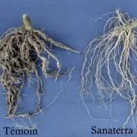 Porte-greffe tomate Sanaterra F1