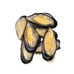Blue Mussels, Half Shell