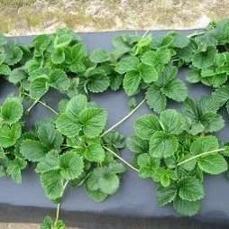 Aditivos para Mulch
