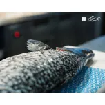 Barramundi (Lates calcarifer)