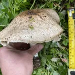 King Agaricus KA21, Raw Material