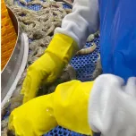 SHRIMP CLASSIFYING MACHINE