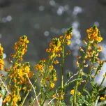 Paramela (Adesmia boronioides) essential oil