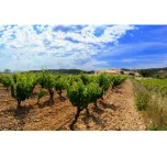Nen del Celler