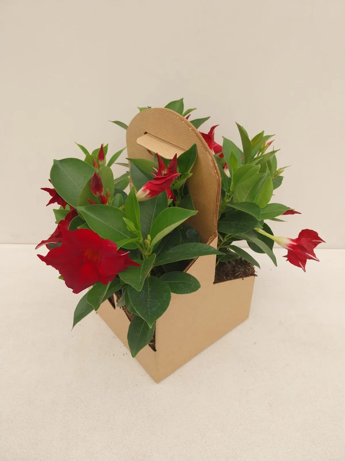 Dipladenia X Diamantina pack de 4 mottes Zéro Déchet