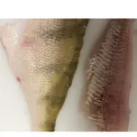 ST111V - Tabletop Skinner