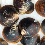 Hardshell, Steamers, Manila's, and more!