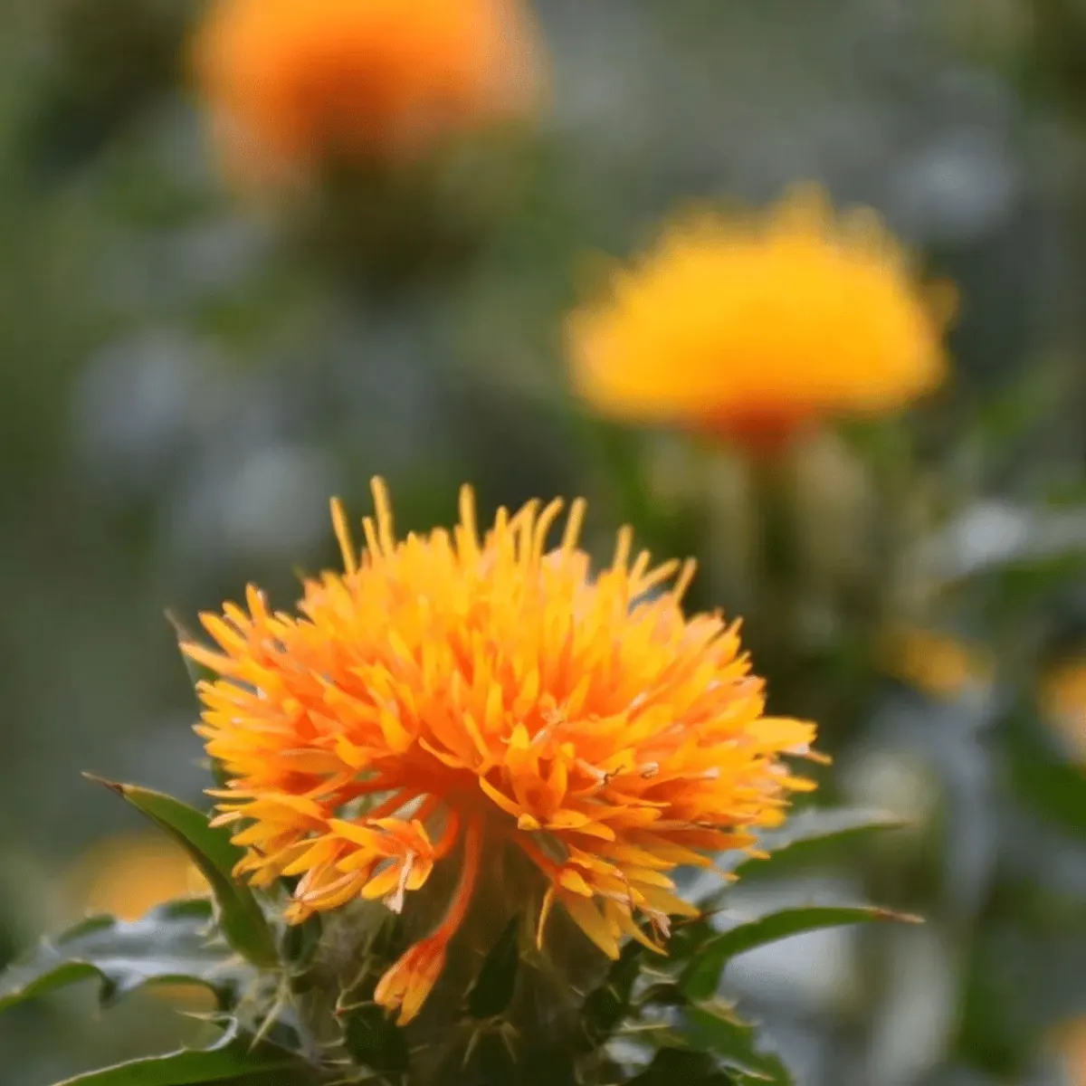 Safflower Oil
