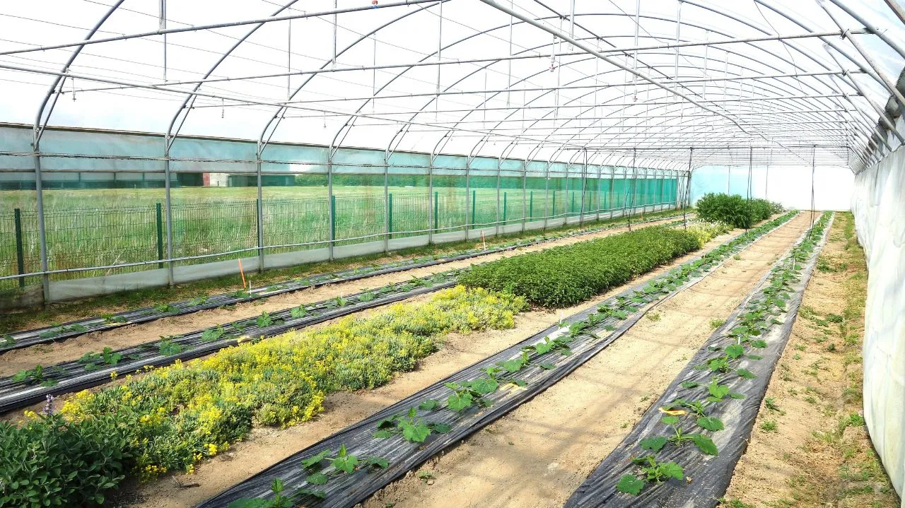 ENTRETIENS TECHNIQUES CTIFL LEGUMES : Mise en place et pilotage de stratégies de lutte biologique par conservation pour protéger efficacement les cultures légumières (aubergine, courgette, fraise, tomate, laitue, artichaut et concombre) contre les puceron