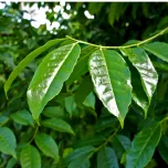 AmaTea® Max Organic Guayusa Extract