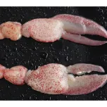 Raw CK Lobster Meat
